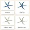 Parts of The Starfish 3-Part Photo Cards view 2