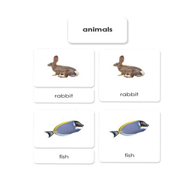 Animal Kingdom 3-Part Reading Cards