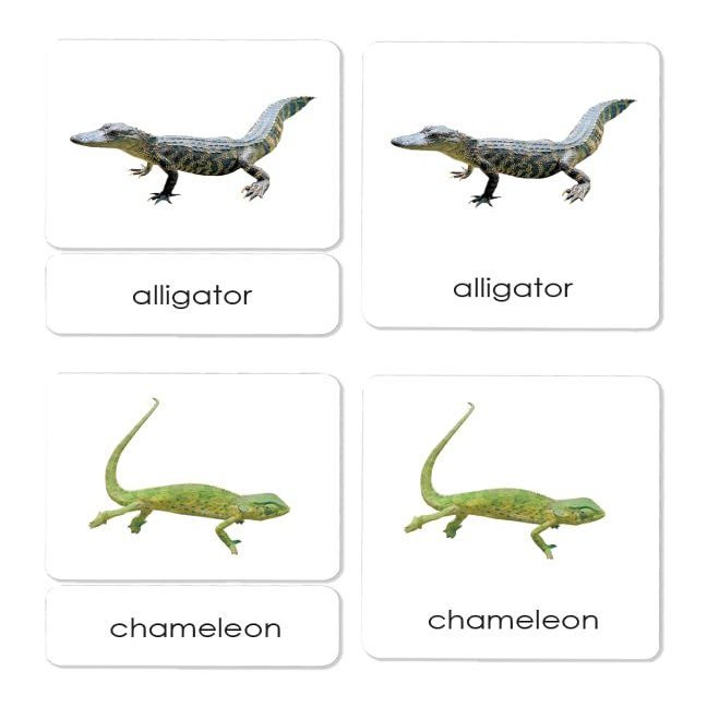 Reptiles 3-Part Reading Cards