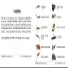 Reptiles 3-Part Reading Cards view 3