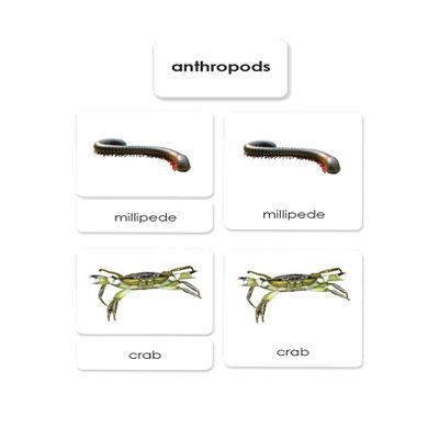 Arthropods 3-Part Reading Cards
