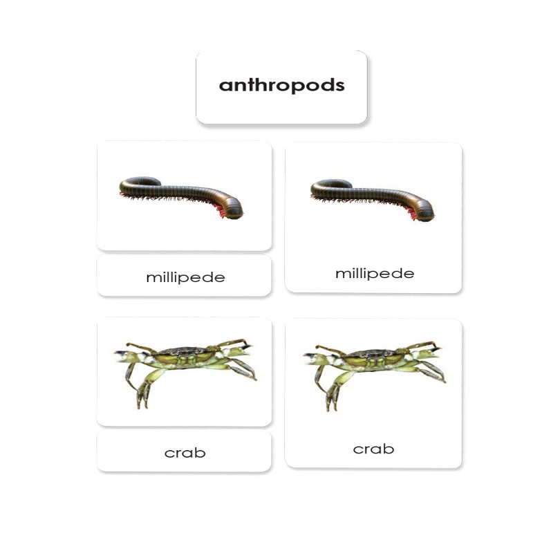 Arthropods 3-Part Reading Cards