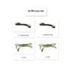 Arthropods 3-Part Reading Cards view 1