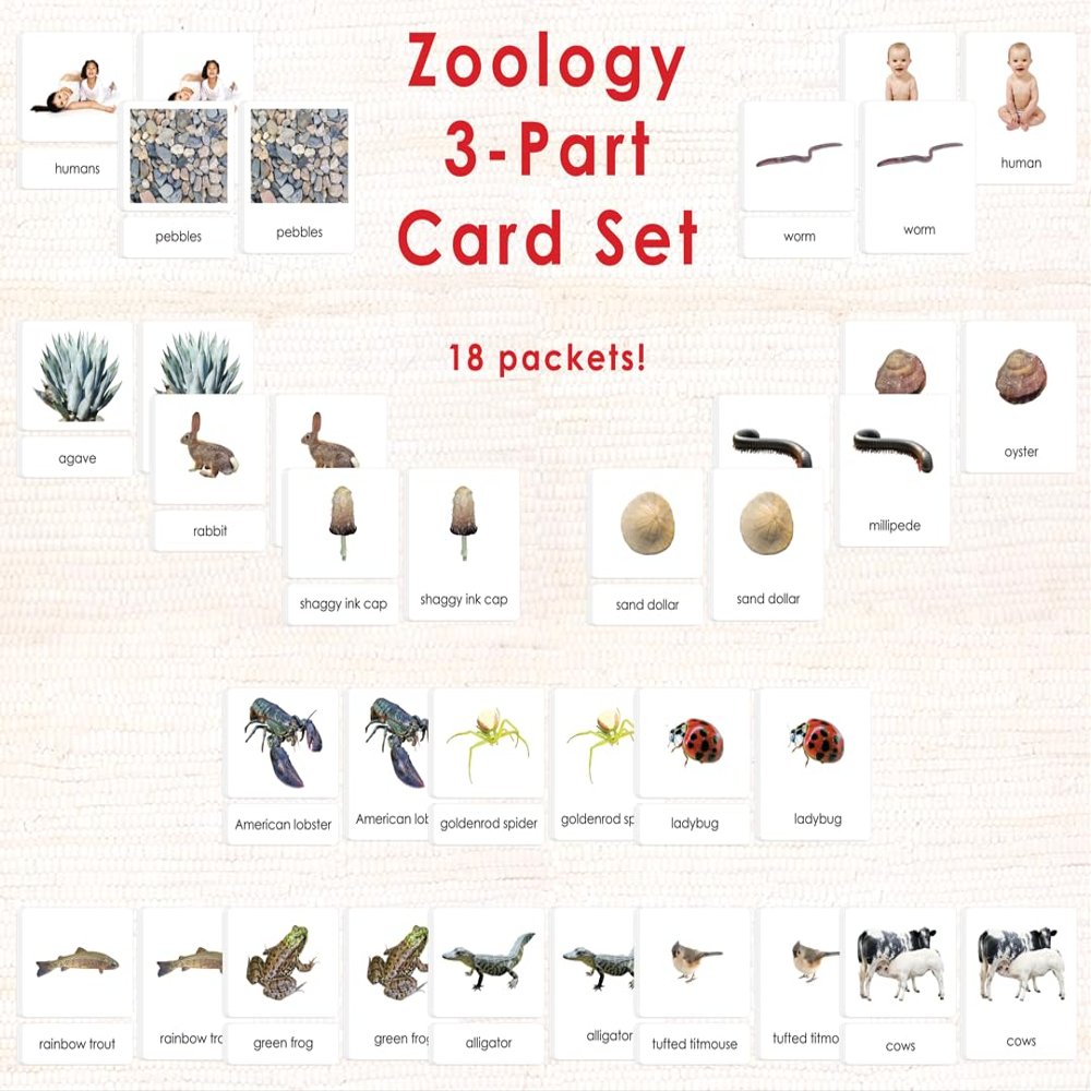 Zoology 3-Part Reading Card Complete Set (18 Packets)