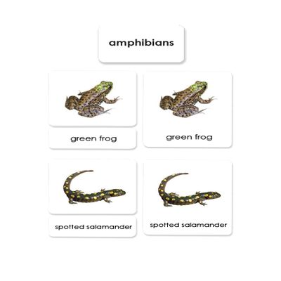 Amphibians 3-Part Reading Cards