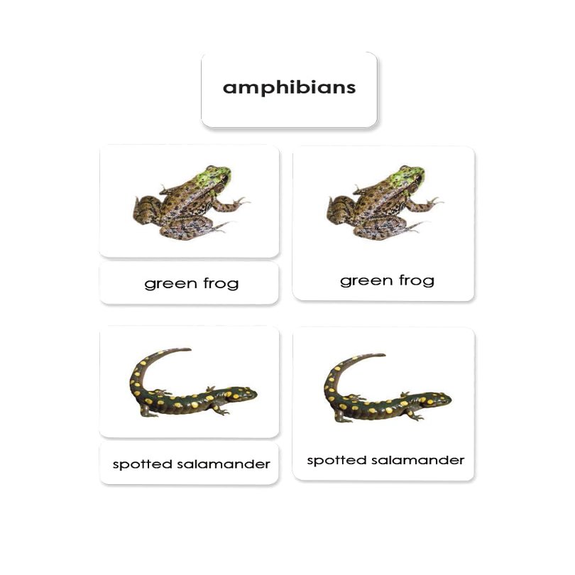 Amphibians 3-Part Reading Cards