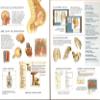 Megasystems Human Body 360 view 2