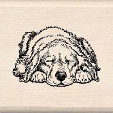 CE Sleeping Pup