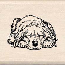 CE Sleeping Pup