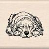 CE Sleeping Pup view 1