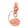 Fetus, 5 Months, Female view 1