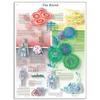 3B Scientific VR1379UU Glossy Paper The Blood Anatomical Chart, Poster Size 20" Width x 26" Height view 1