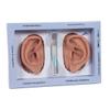 3B Scientific N15 Silicone 2 Acupuncture Ears Model, 3.7" x 2.4" x 1.6" view 1
