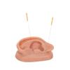 3B Scientific N15 Silicone 2 Acupuncture Ears Model, 3.7" x 2.4" x 1.6" view 3