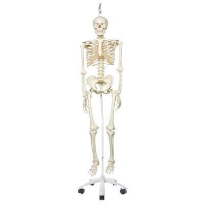 3B Scientific A10/1 Stan the Standard Skeleton w/ hanging roller stand - 3B Smart Anatomy