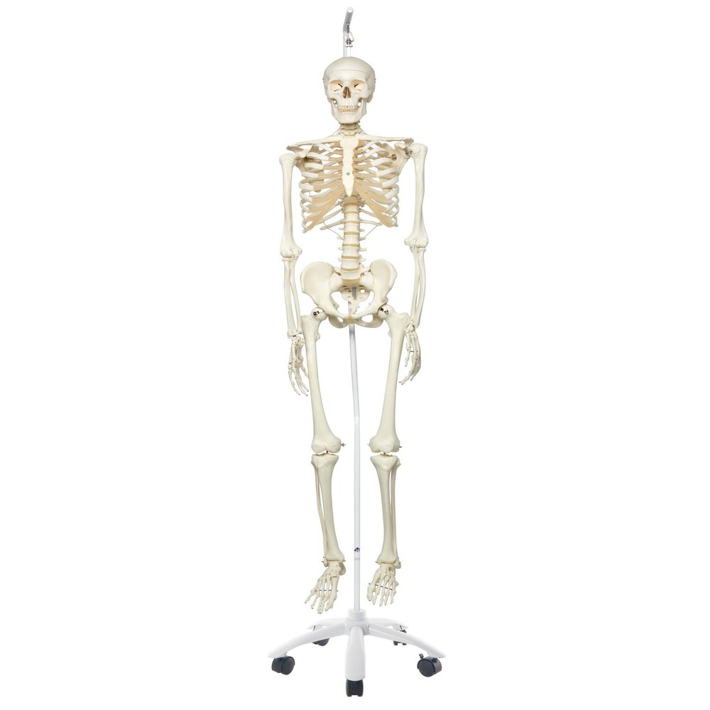 3B Scientific A10/1 Stan the Standard Skeleton w/ hanging roller stand - 3B Smart Anatomy