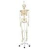 3B Scientific A10/1 Stan the Standard Skeleton w/ hanging roller stand - 3B Smart Anatomy view 1