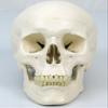 3B Scientific A10/1 Stan the Standard Skeleton w/ hanging roller stand - 3B Smart Anatomy view 2