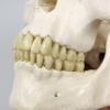 3B Scientific A10/1 Stan the Standard Skeleton w/ hanging roller stand - 3B Smart Anatomy view 3