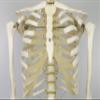 3B Scientific A10/1 Stan the Standard Skeleton w/ hanging roller stand - 3B Smart Anatomy view 4