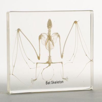 Nature-Watch Bat Skeleton Acrylic Block