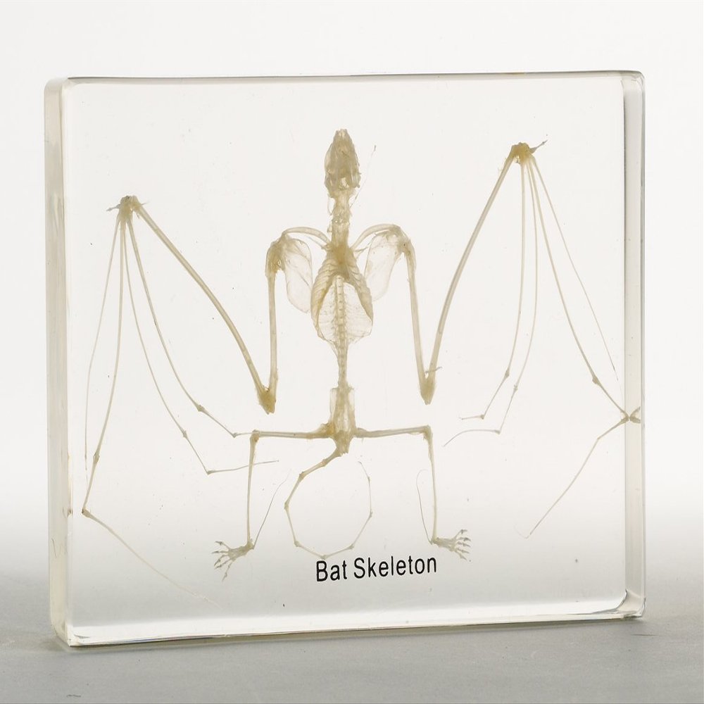 Nature-Watch Bat Skeleton Acrylic Block