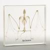 Nature-Watch Bat Skeleton Acrylic Block view 1