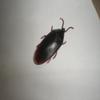 6- Fake Roaches Prank Novelty Cockroach Bugs Look Real view 1