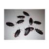 3- Fake Roaches Prank Novelty Cockroach Bugs Look Real view 1