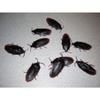 12- Fake Roaches Prank Novelty Cockroach Bugs Look Real view 1