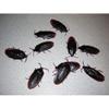12- Fake Roaches Prank Novelty Cockroach Bugs Look Real view 2