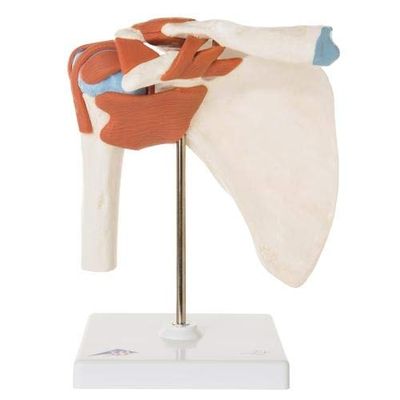 3B Scientific 1000160, Deluxe Functional Shoulder Joint Model