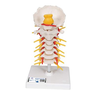 3B Scientific Flexible Cervical Vertebral Column