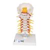 3B Scientific Flexible Cervical Vertebral Column view 1