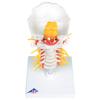 3B Scientific Flexible Cervical Vertebral Column view 2