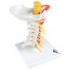 3B Scientific Flexible Cervical Vertebral Column view 3