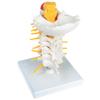 3B Scientific Flexible Cervical Vertebral Column view 4