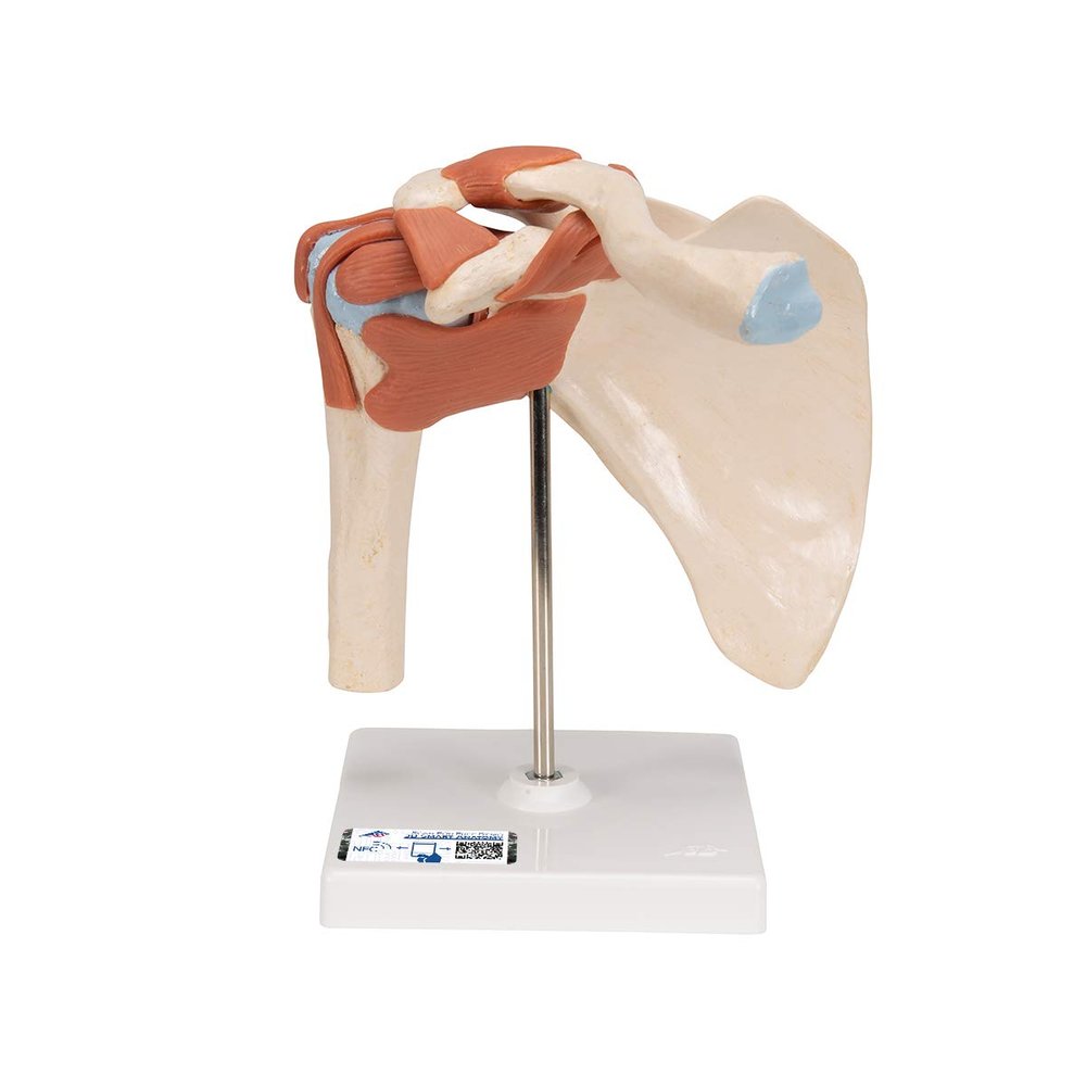 3B Scientific A80/1 Deluxe Functional Shoulder Joint Model + Free Anatomy Software - 3B Smart Anatomy