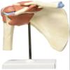 3B Scientific A80/1 Deluxe Functional Shoulder Joint Model + Free Anatomy Software - 3B Smart Anatomy view 2