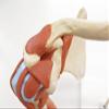 3B Scientific A80/1 Deluxe Functional Shoulder Joint Model + Free Anatomy Software - 3B Smart Anatomy view 3