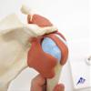 3B Scientific A80/1 Deluxe Functional Shoulder Joint Model + Free Anatomy Software - 3B Smart Anatomy view 4