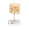 3B Scientific A99 Cancellous Bone (Trabecular/Spongy Bone) - 3B Smart Anatomy view 1