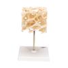 3B Scientific A99 Cancellous Bone (Trabecular/Spongy Bone) - 3B Smart Anatomy view 4