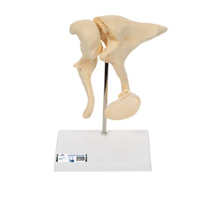3B Scientific A100 Ossicle Model-BoneLike - 3B Smart Anatomy