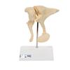 3B Scientific A100 Ossicle Model-BoneLike - 3B Smart Anatomy view 1