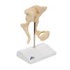 3B Scientific A100 Ossicle Model-BoneLike - 3B Smart Anatomy view 2