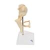 3B Scientific A100 Ossicle Model-BoneLike - 3B Smart Anatomy view 3