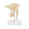 3B Scientific A100 Ossicle Model-BoneLike - 3B Smart Anatomy view 4