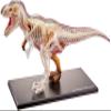 Famemaster 4D Vision T-Rex Anatomy Model view 3