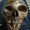 Halloween Horror Movie Prop Human Corpse Skull Head " Rancid Renea" view 3